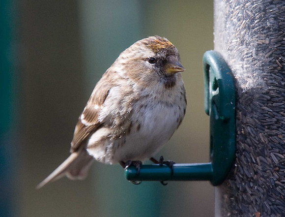 Mealy Redpoll