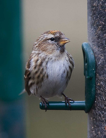 Mealy Redpoll