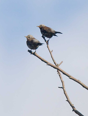 Fieldfares