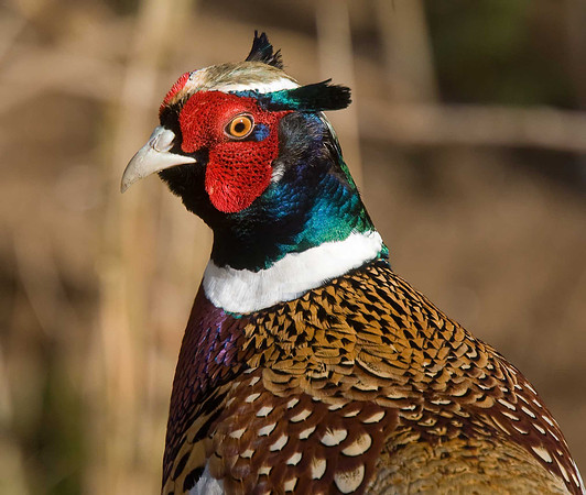 Pheasant