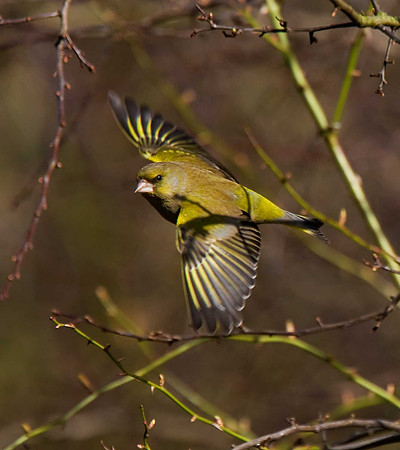 Greenfinch