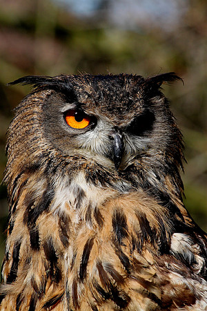 Eagle Owl