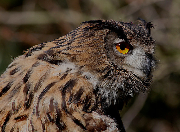 Eagle Owl