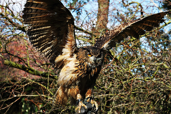 Eagle Owl