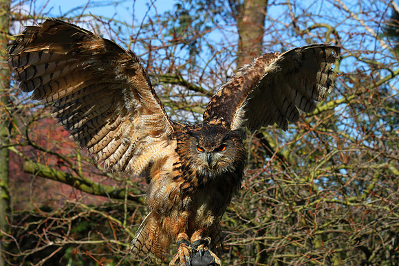 Eagle Owl
