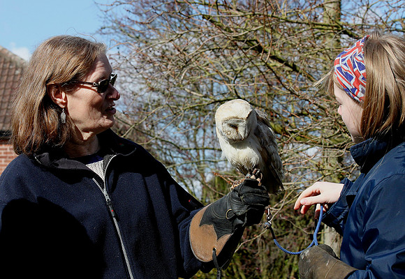 Barn Owl