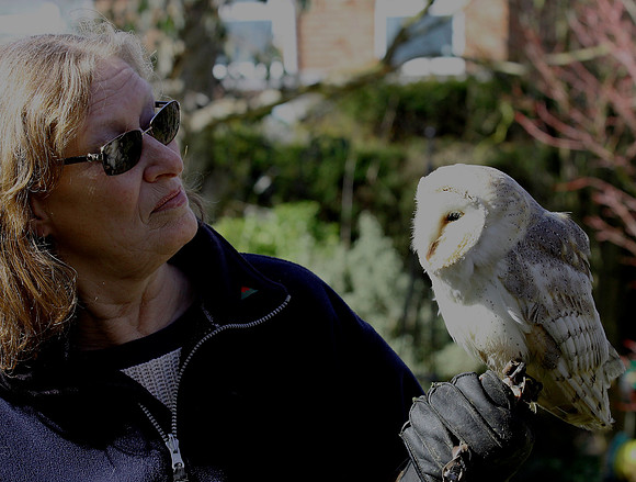 Barn Owl