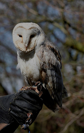 Barn Owl