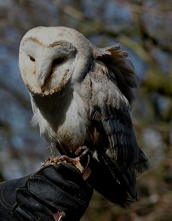 Barn Owl