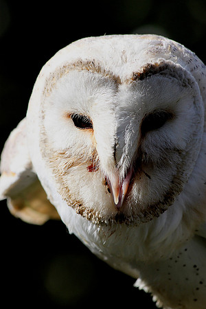Barn Owl