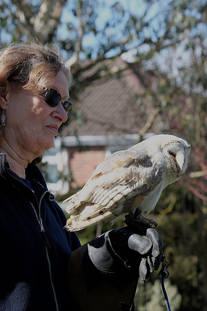 Barn Owl