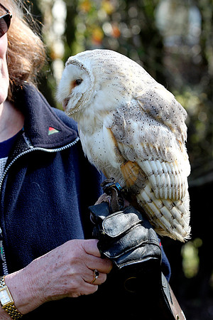 Barn Owl