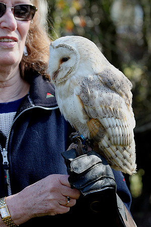 Barn Owl