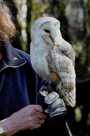 Barn Owl