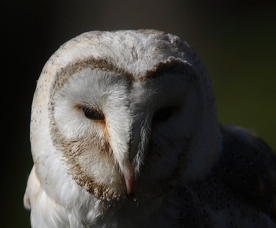 Barn Owl