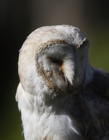 Barn Owl