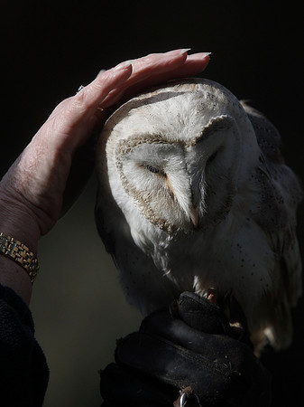 Barn Owl