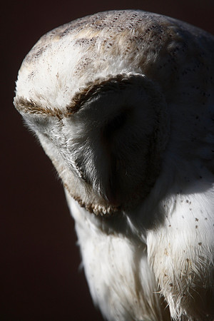 Barn Owl