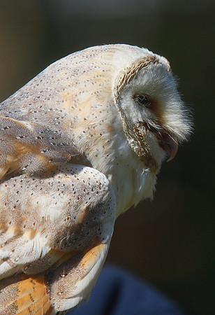 Barn Owl