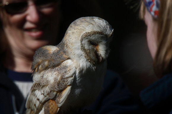 Barn Owl