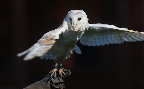 Barn Owl
