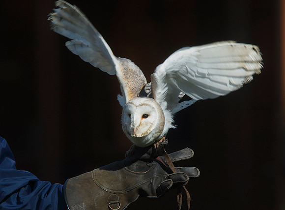 Barn Owl