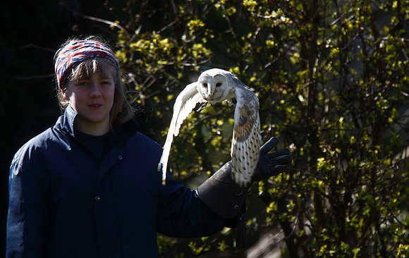 Barn Owl