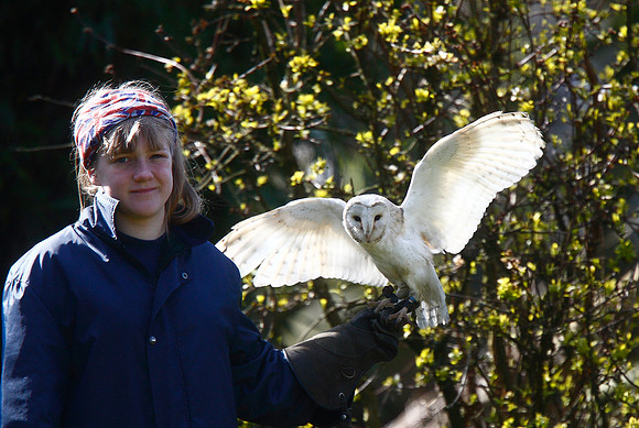 Barn Owl