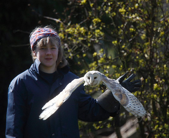 Barn Owl