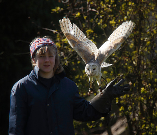 Barn Owl