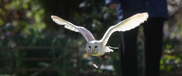 Barn Owl