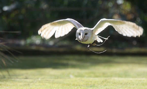 Barn Owl