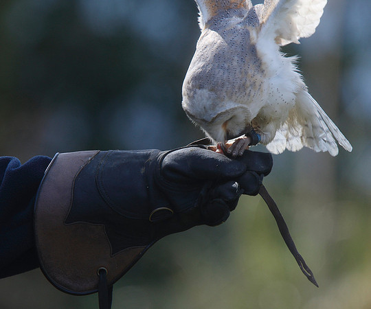 Barn Owl