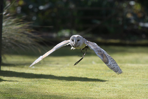 Barn Owl