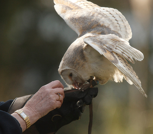 Barn Owl