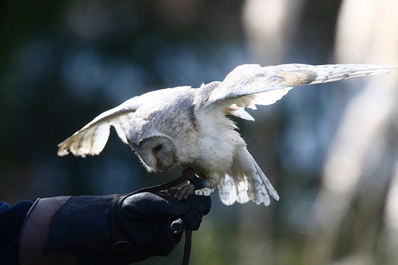 Barn Owl