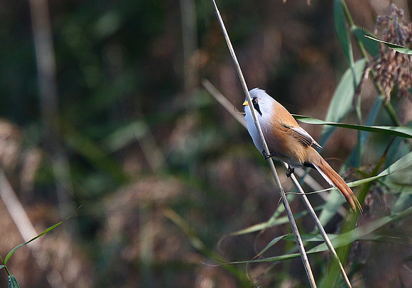 Bearded Tit