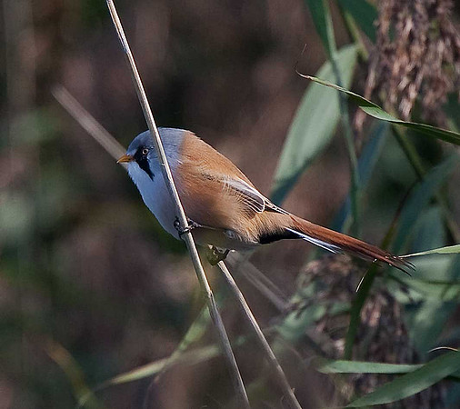 Bearded Tit