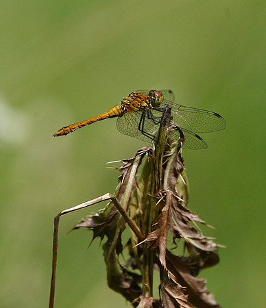 Common Darter