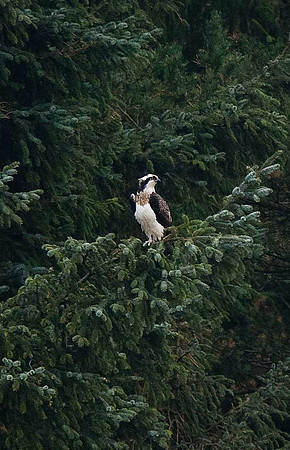 Osprey