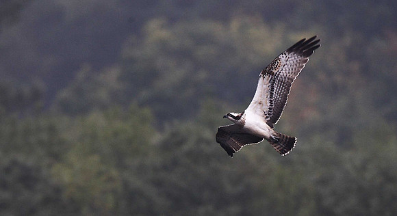 Osprey