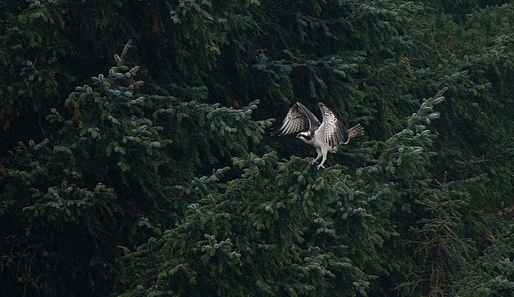 Osprey
