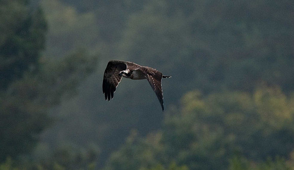 Osprey