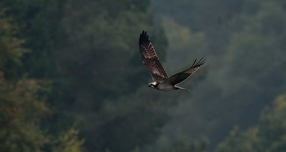 Osprey