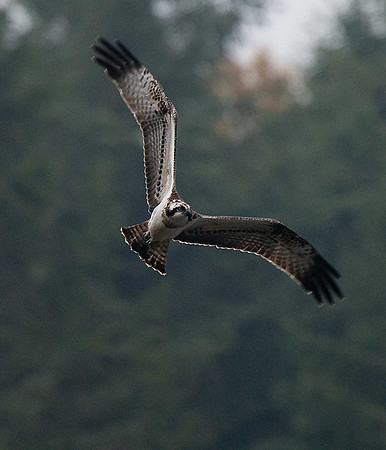 Osprey