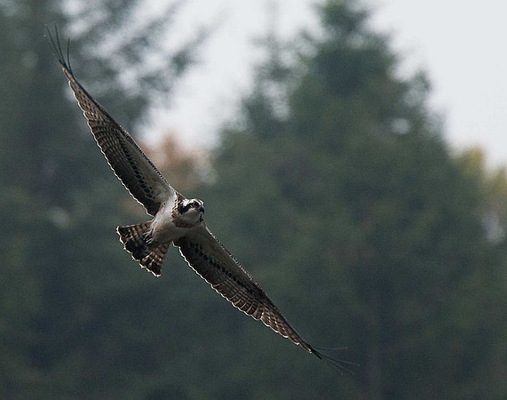 Osprey