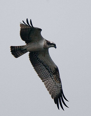 Osprey