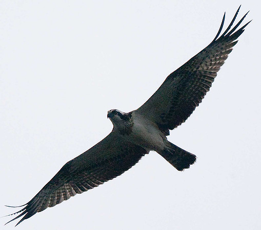 Osprey
