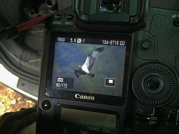 Osprey back of camera
