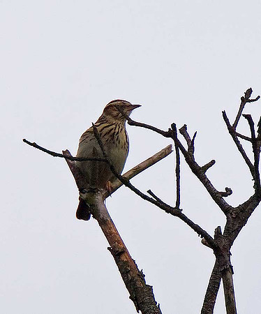 Woodlark